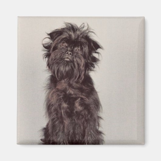 Affenpinscher Magnet (Voorkant)