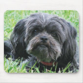 Affenpinscher Muismat (Voorkant)