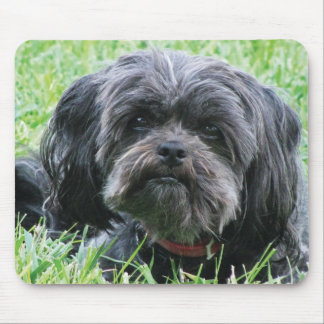 Affenpinscher Muismat