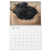 Affenpinscher muurkalender. kalender (Mar 2027)