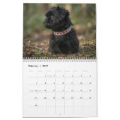 Affenpinscher muurkalender. kalender (Feb 2027)