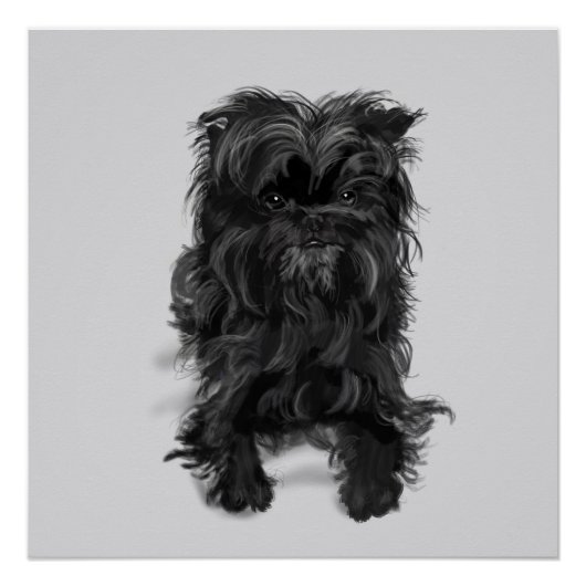 Affenpinscher Poster (Voorkant)