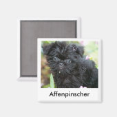 Affenpinscher Puppy Magnet (Voorkant / Achterkant)
