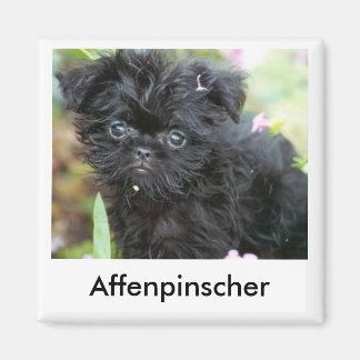 Affenpinscher Puppy Magnet