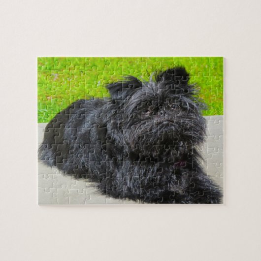 Affenpinscher rashond. legpuzzel (Horizontaal)