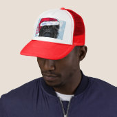Affenpinscher   trucker pet (In situ)