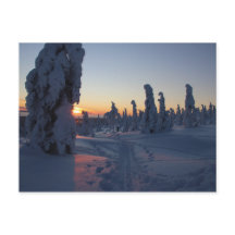 Affiche Couché de soleil sur la forêt en Laponie