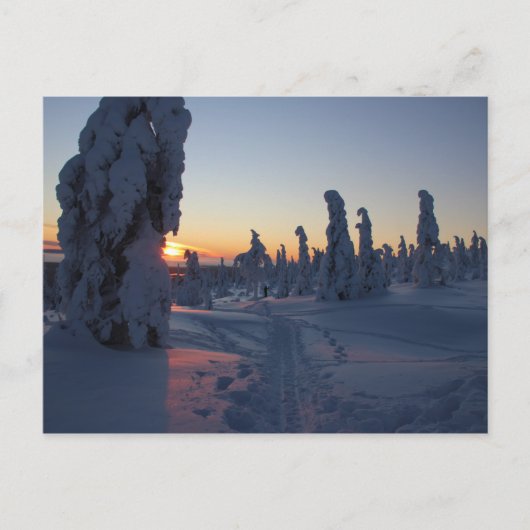 Affiche Couché de soleil sur la forêt en Laponie Briefkaart (Voorkant)