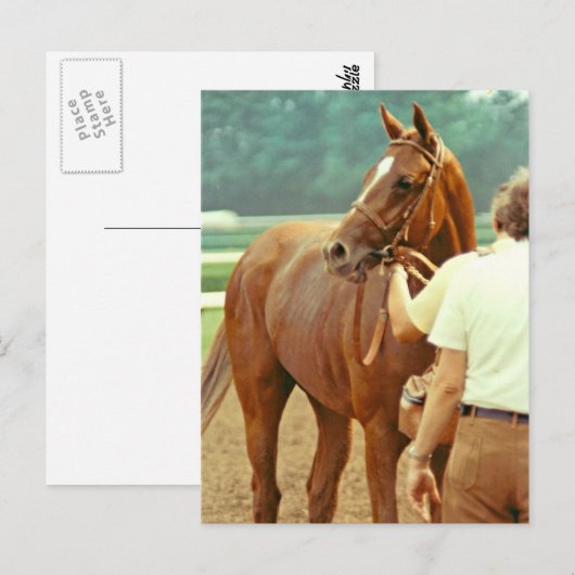 Affirmed Thoroughbred Racehorse 1978 Briefkaart (Voorkant / Achterkant)