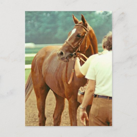 Affirmed Thoroughbred Racehorse 1978 Briefkaart (Voorkant)