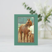 Affirmed Thoroughbred Racehorse 1978 Briefkaart (Staand voorkant)