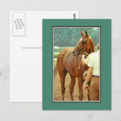 Affirmed Thoroughbred Racehorse 1978 Briefkaart (Voorkant / Achterkant)