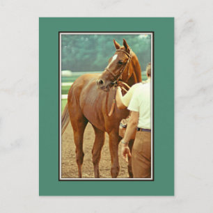 Affirmed Thoroughbred Racehorse 1978 Briefkaart