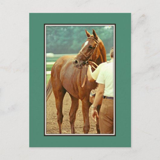 Affirmed Thoroughbred Racehorse 1978 Briefkaart (Voorkant)