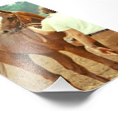 Affirmed Thoroughbred Racehorse 1978 Foto Afdruk (Hoek)