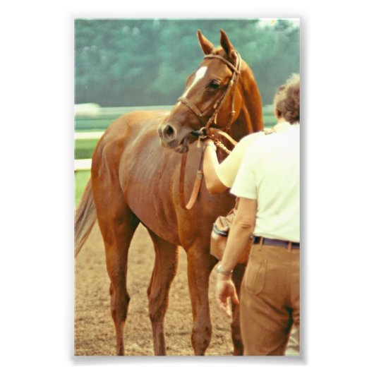 Affirmed Thoroughbred Racehorse 1978 Foto Afdruk (Voorkant)