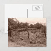 Afgekalibreerde wijngaard 2 briefkaart (Voorkant / Achterkant)