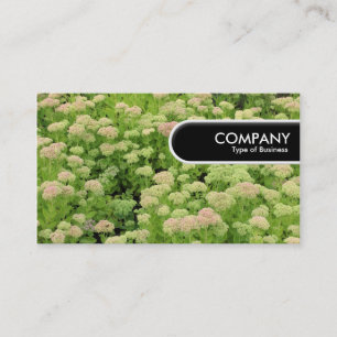 Afgeronde Rand Tag - Sedum (Herfstvreugde) Visitekaartje