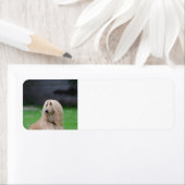 afghaans-leggen.png etiket (Insitu)