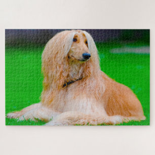 Afghaanse Greyhound. Legpuzzel