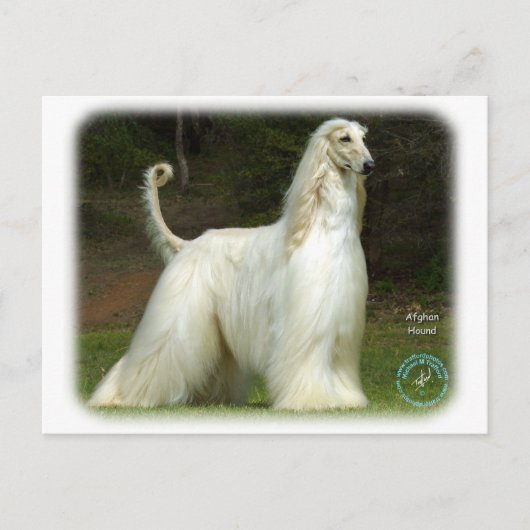 Afghaanse hond 9J32D-21 Briefkaart (Voorkant)