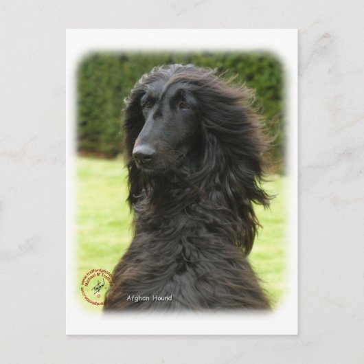 Afghaanse hond 9T027D-081 Briefkaart (Voorkant)