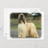 Afghaanse hond 9Y119D-037 Briefkaart (Voorkant / Achterkant)