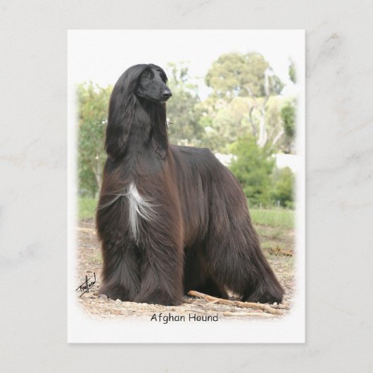 Afghaanse hond 9Y151D-112 Briefkaart (Voorkant)