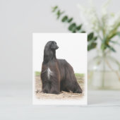 Afghaanse hond 9Y151D-113 Briefkaart (Staand voorkant)
