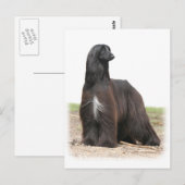 Afghaanse hond 9Y151D-113 Briefkaart (Voorkant / Achterkant)
