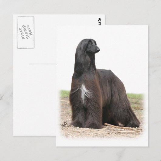 Afghaanse hond 9Y151D-113 Briefkaart (Voorkant / Achterkant)