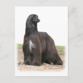 Afghaanse hond 9Y151D-113 Briefkaart (Voorkant)