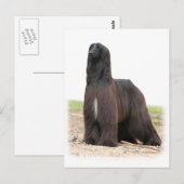 Afghaanse hond 9Y151D-118 Briefkaart (Voorkant / Achterkant)