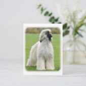 Afghaanse hond 9Y247D-010 Briefkaart (Staand voorkant)