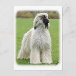 Afghaanse hond 9Y247D-010 Briefkaart