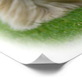 Afghaanse hond 9Y247D-025 Poster (Hoek)