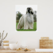 Afghaanse hond 9Y247D-025 Poster (Keuken)