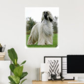 Afghaanse hond 9Y247D-025 Poster (Thuiskantoor)