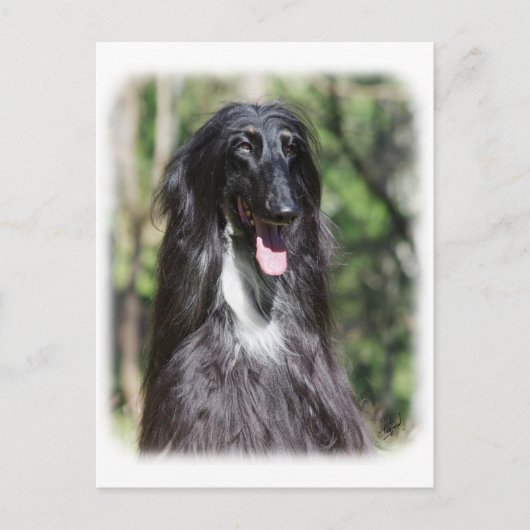 Afghaanse hond AA017D-119 Briefkaart (Voorkant)