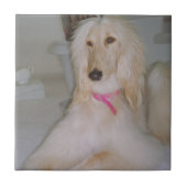 Afghaanse hond Blond Tile Tegeltje (Voorkant)
