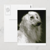 Afghaanse hond briefkaart (Voorkant / Achterkant)