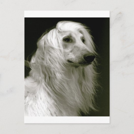 Afghaanse hond briefkaart (Voorkant)
