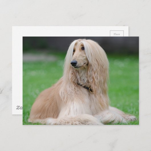 Afghaanse hond briefkaart (Voorkant / Achterkant)