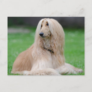Afghaanse hond briefkaart