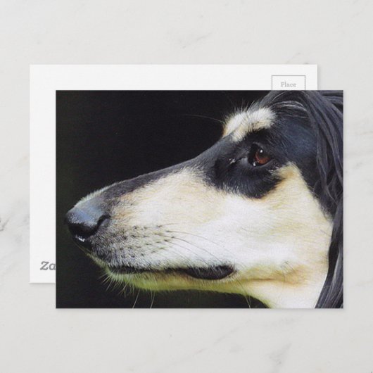 Afghaanse hond briefkaart (Voorkant / Achterkant)