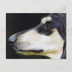 Afghaanse hond briefkaart