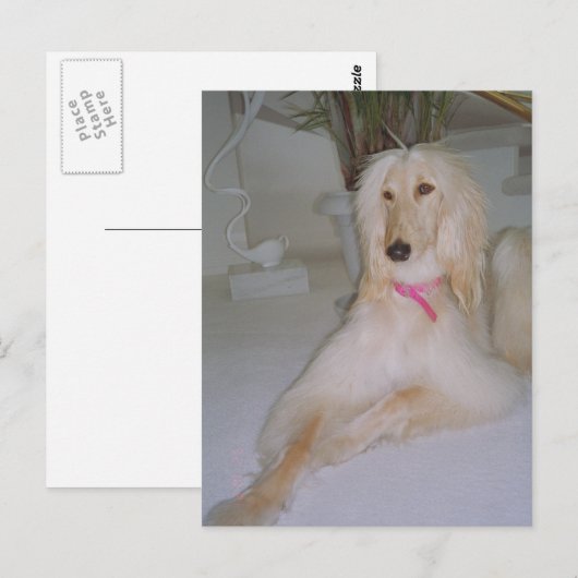 Afghaanse hond briefkaart (Voorkant / Achterkant)