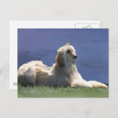 Afghaanse hond briefkaart (Voorkant / Achterkant)