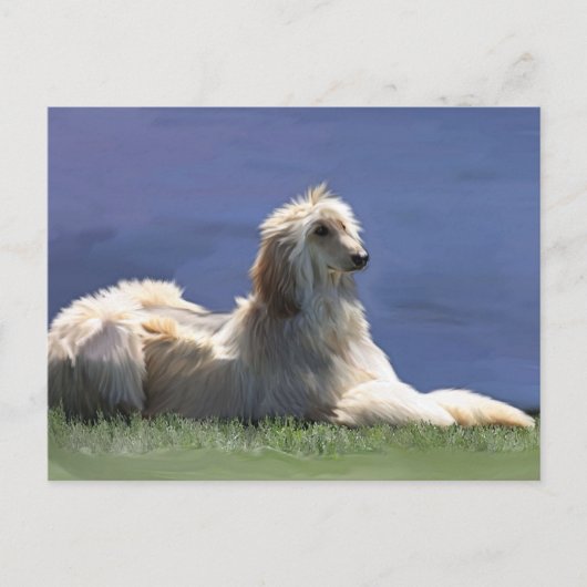 Afghaanse hond briefkaart (Voorkant)