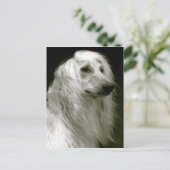 Afghaanse hond briefkaart (Staand voorkant)